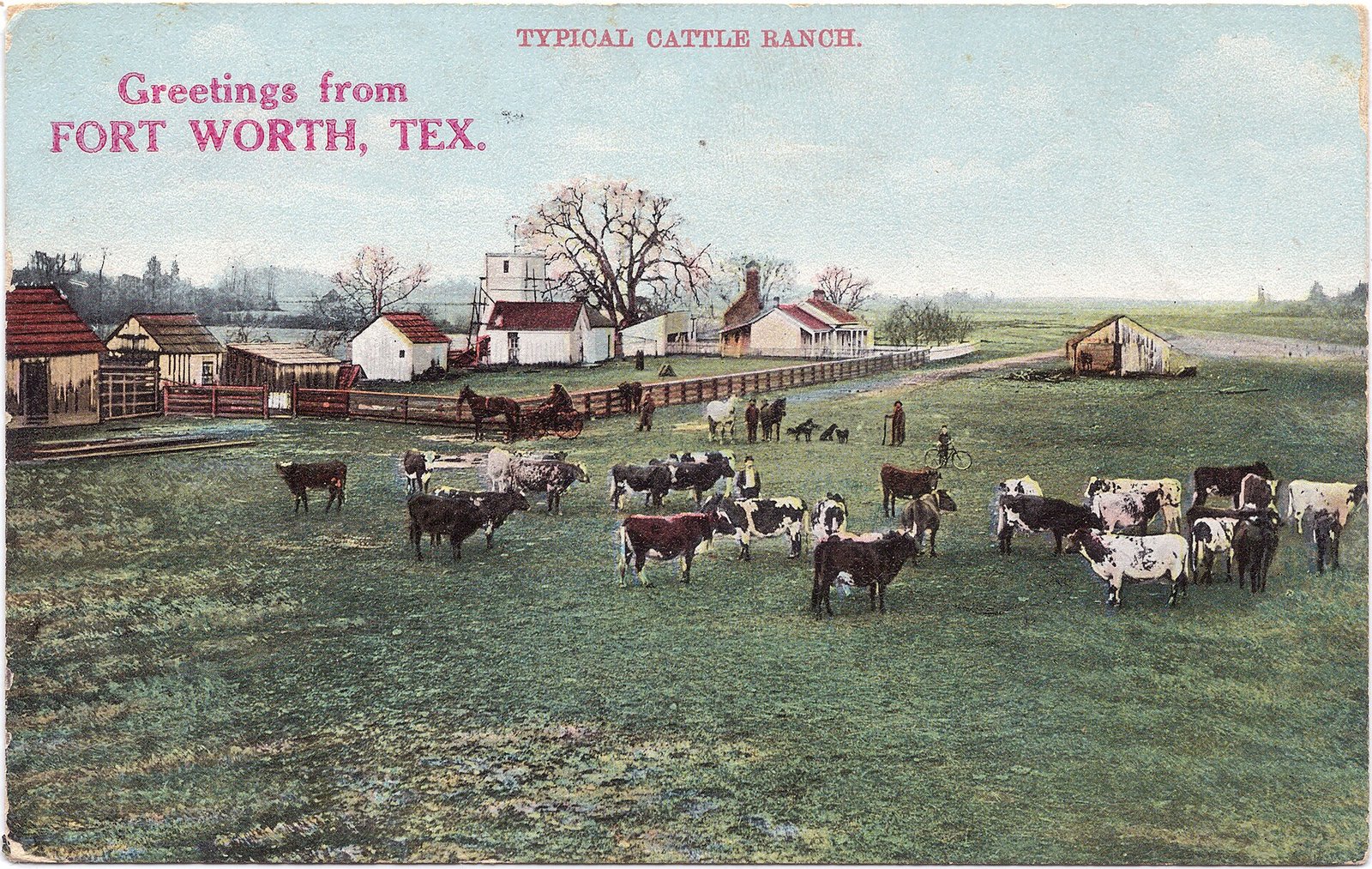 Cattle on a ranch